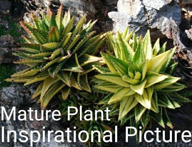 Aloe Nobilis VARIEGATA, Variegated Gold Tooth Aloe, Attract ...
