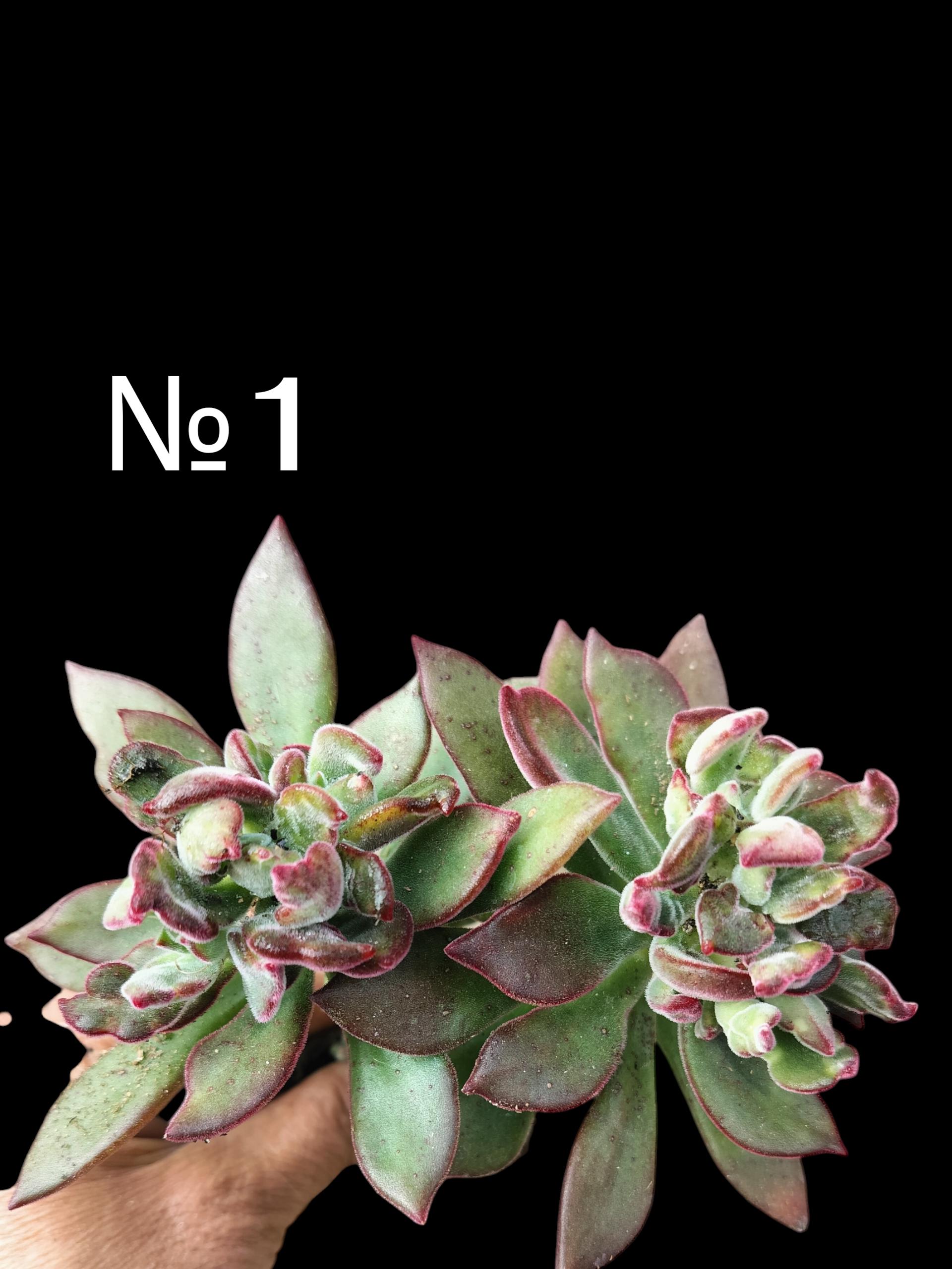 Impressive Rosettes Echeveria Pulvinata × Harmsii, Chenille Plant