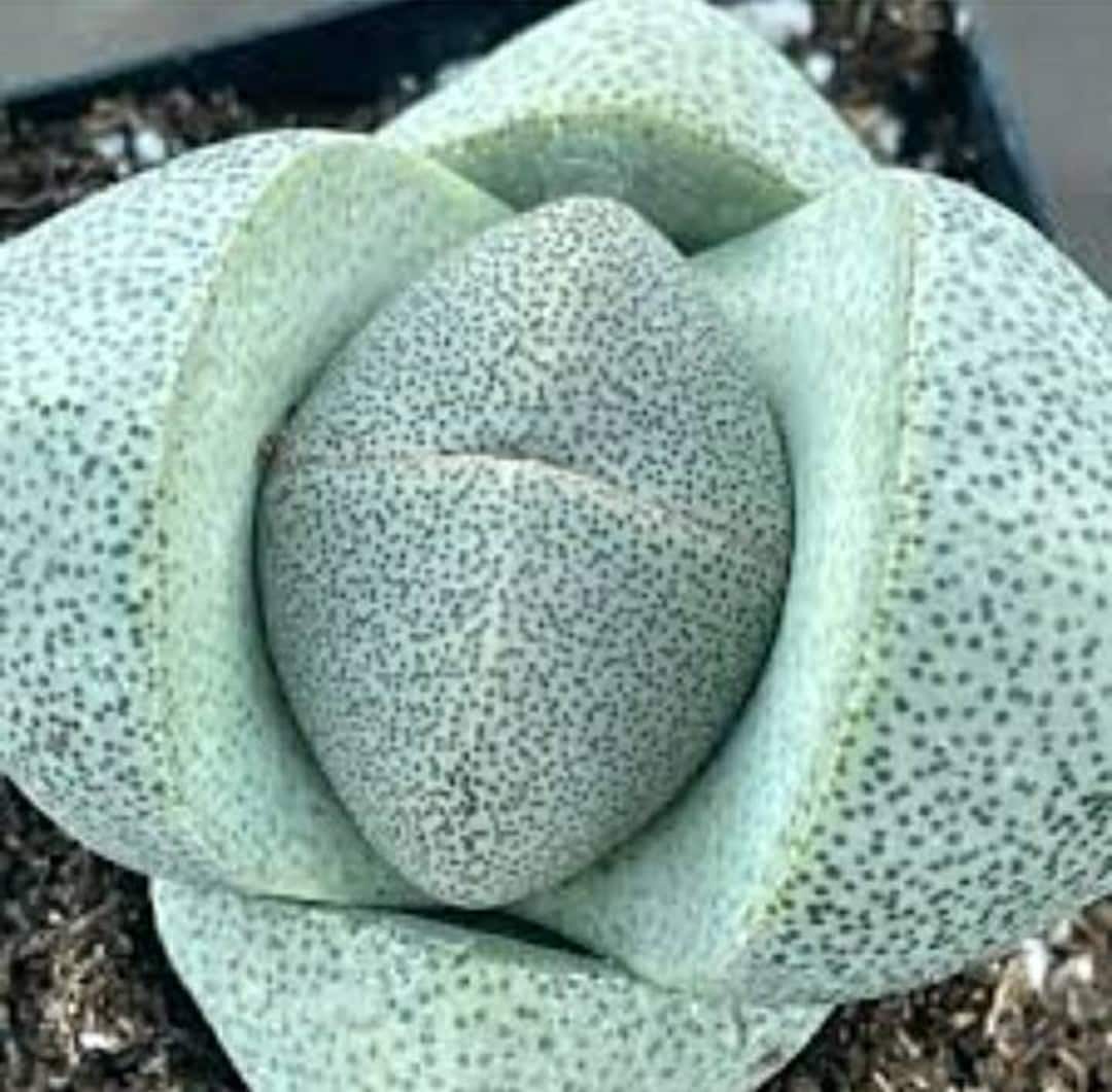 succulents for large pots Succulent Planter With Saucer