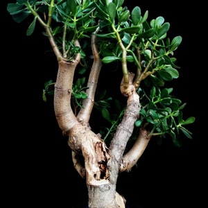 Exotic Jade, Crassula Ovata, Lucky Plant, Money Plant, Money Tree,  Housewarming Gift, Evergreen Perennial, Pre Bonsai. USDA Zone 10-12