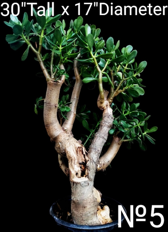 Exotic Jade, Crassula Ovata, Lucky Plant, Money Plant, Money Tree