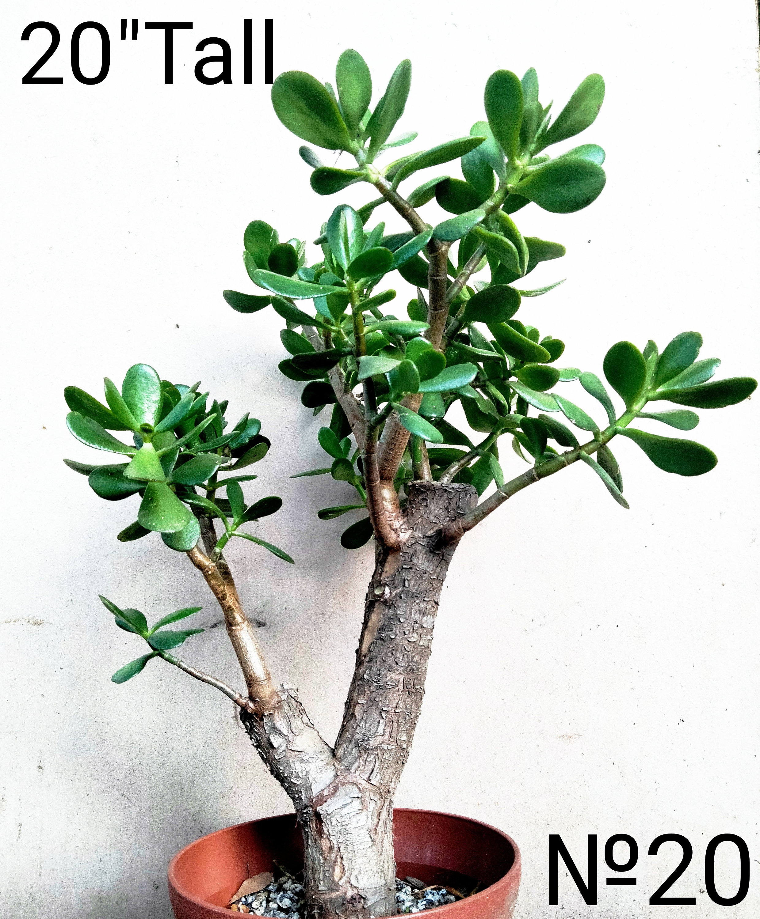 Just wanted to show you guys my Crassula Ovata Bonsai tree in it's