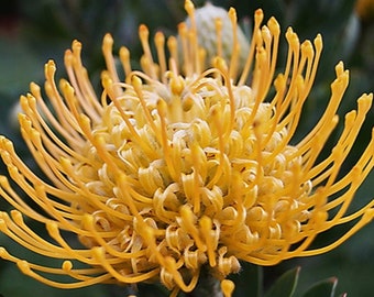 Protea Flower Pincushion Leucospermum, Yellow or Orange, High Gold, 1-2 Feet Tall, Ship in 1 Gal Pot