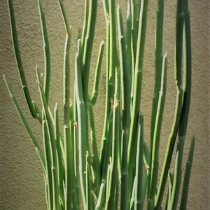 Candelilla, Tall slipper plant, Slipper Spurge Plant, Pedilanthus Macrocarpus. Unusual Succulent grows up to 10 Tall . Hardy to 20F. image 4