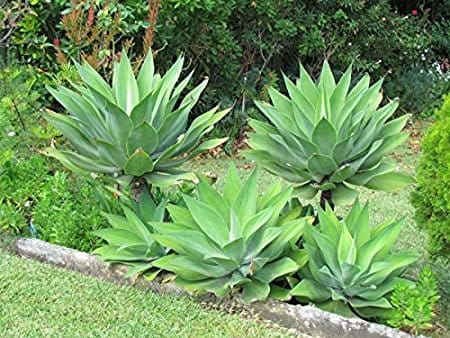 XL-Schwanenhals-Agave (Agave attenuata), eine architektonische Beetpflanze,  die sich ideal fr den Garten am Pool und im Topf eignet. Sie blht im  spten Winter. USDA-Zone 9 - Etsy.de