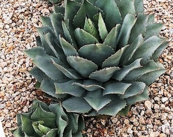 Agave Potatorum, The Verschaffelt Agave, smallish and attractive succulent perennial.