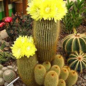 May include: A collection of cacti with yellow flowers. The cacti vary in size and shape, with some having a cylindrical form and others being round. The yellow flowers are in full bloom, adding a vibrant contrast to the green cacti.