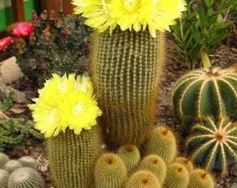 Parodia Notocactus Leninghausii, Golden Ball, Golden Ball Cactus, Lemon  Ball Cactus, Yellow Tower Cactus. USDA Zone 10 - Etsy