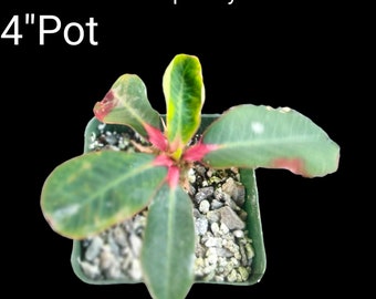 Euphorbia Viguieri Ankarafantsiensis,  a very ornamental species, easy to grow. Origin: Madagascar.