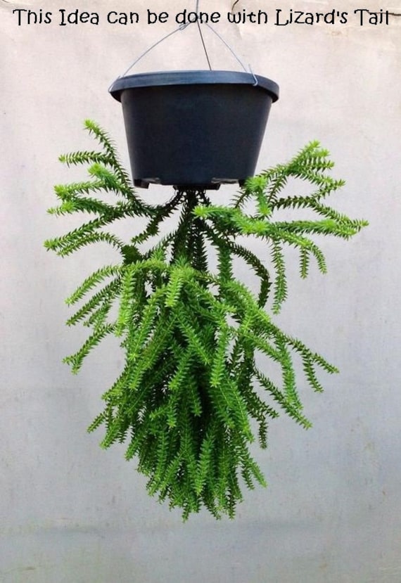 Lizard's Tail ,Watch Chain Succulent Plant, Crassula Muscosa. USDA Zone 9a