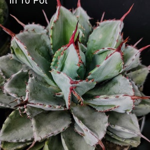 May include: A close-up of a green agave plant with red spines, growing in a 10-inch pot. "This is the actual plant in 10" pot" is written in black text at the top of the image.