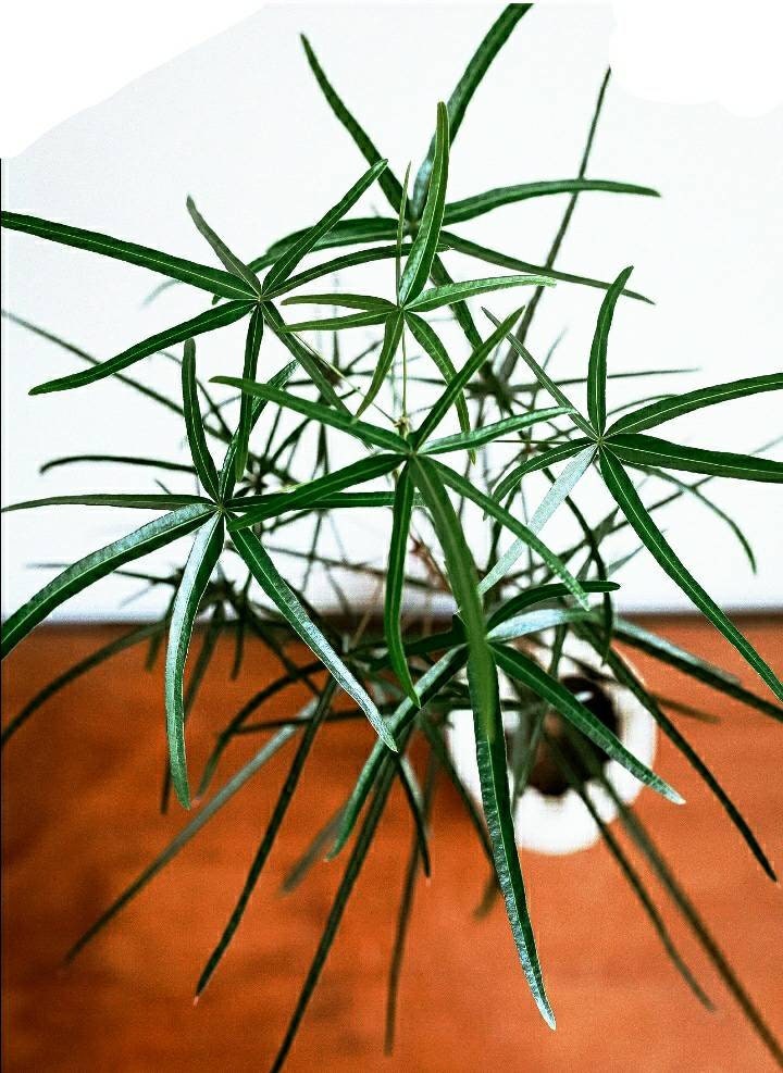 australian bottle tree houseplant