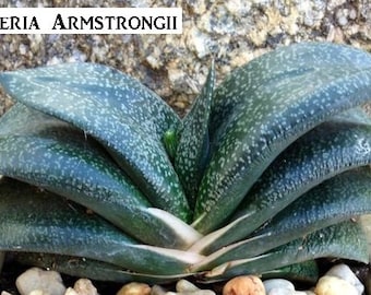 Gasteria Armstrong "Cow's Tongue" a rare dark green Flat-leaf succulent, slow growth rate, summer-dormant, Houseplant or shaded outdoor.