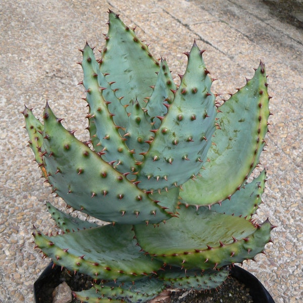 XL Aloe Marlothii, Mountain Aloe, Spiny Aloe, Flat Flowered Aloe, Transvaal Aloe, Aloe Ferox Mill. Umhlaba. Grows to 10"Tall. USDA Zone 9-12