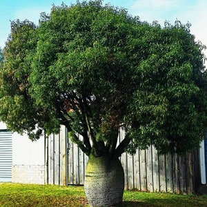 Australian Bottle Tree, Queensland Bottle Tree, Brachychiton Rupestris, beautifully sculptural plant, fast growing Australian tree. Zone 8 image 1