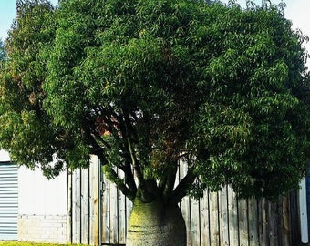 Australian Bottle Tree, Queensland Bottle Tree, Brachychiton Rupestris, beautifully sculptural plant, fast growing Australian tree. Zone 8