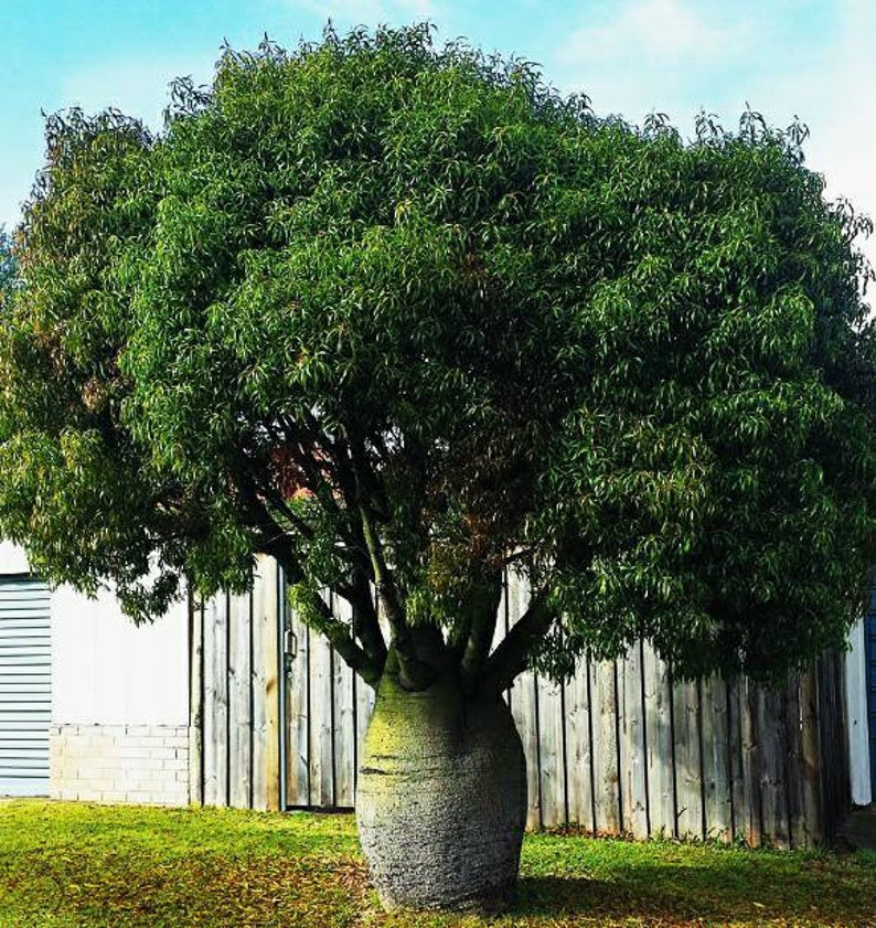 Australian Bottle Tree, Queensland Bottle Tree, Brachychiton Rupestris, beautifully sculptural plant, fast growing Australian tree. Zone 8 image 1