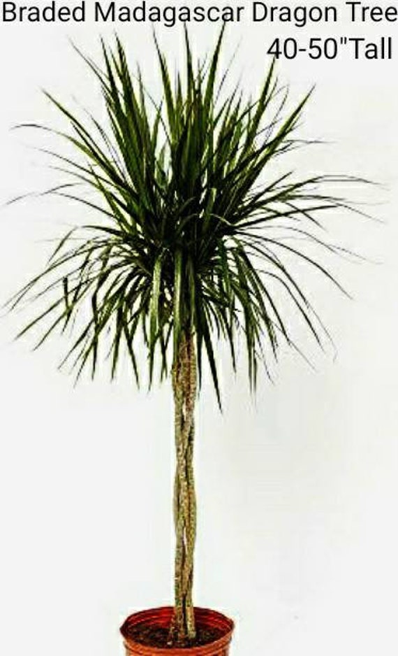 Madagascar Dragon Tree, Dracaena Marginata, 36" Tall, with 3 to 4 Branches  on top. - Etsy sterreich