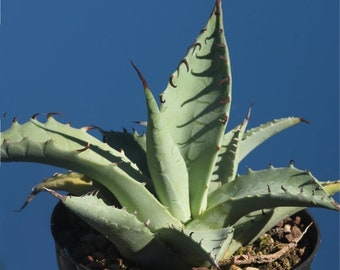 Manfreda Scabra, Agave Asperrima Jacobi ‘Lamparillo’, The Rough Agave, blue-green leaf. Exotic Hard Agave. Up to 4'H x 6"W . Hardiness 20F.