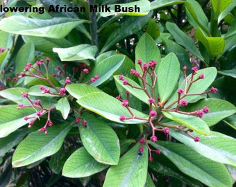 Green African Milk Bush, Synadenium Grantii, Euphorbia Grantii, Euphorbia Umbellata, Euphorbia Bicompacta Bruyns. USDA Zone 10a