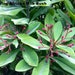 see more listings in the Euphorbia section