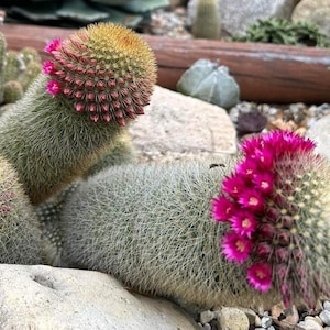 Mammillaria Spinosissima, Pilcayensis , Biznaga De Pilcaya. Grows to 24&quot; long and droop down toward the ground. USDA Zone 9.