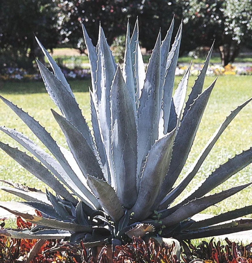 XL Agave Americana, American Century Plant. Winter Hardy to USDA Zones  8-10. - Etsy