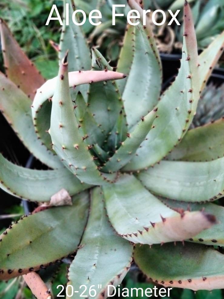 Large Aloe Ferox, Cape Aloe, Bitter Aloe. Used to make