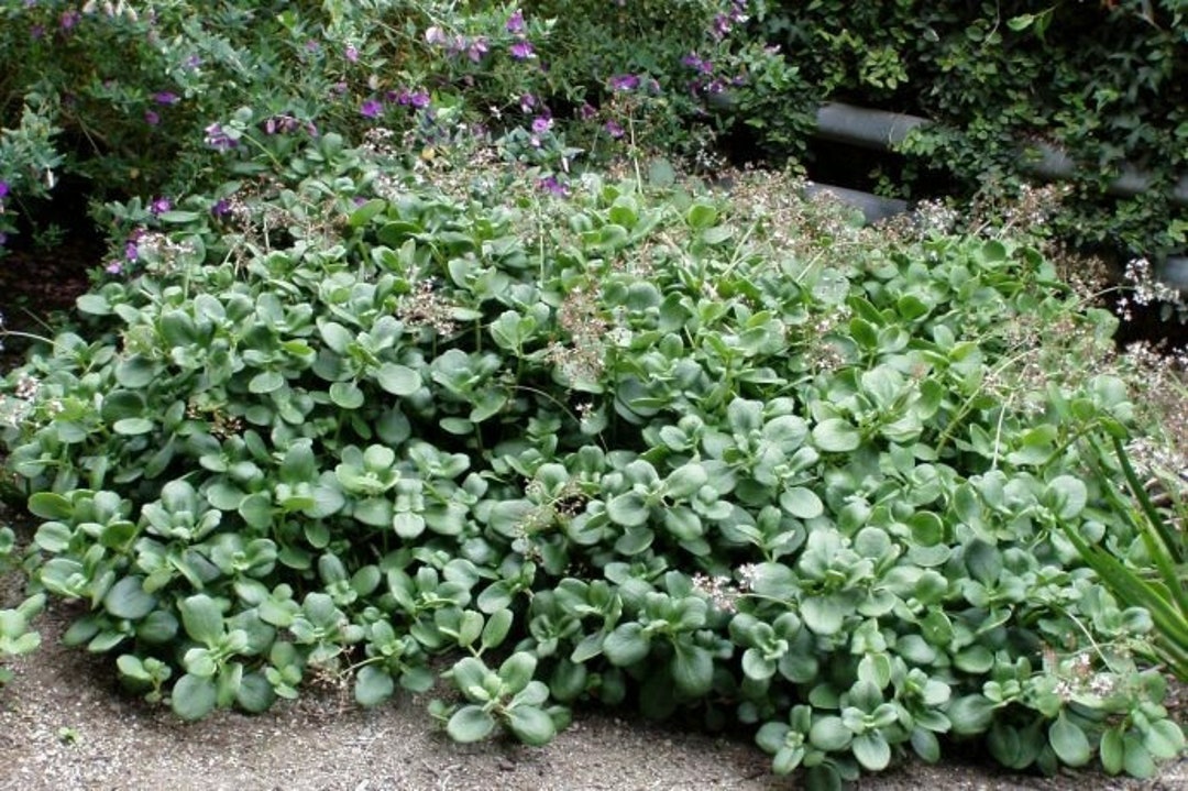 Crassula Multicava , Fairy Crassula, Pitted Crassula, London Pride