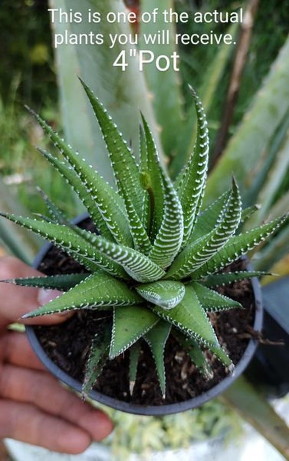 Buy Haworthiopsis Fasciata, Zebra Cactus, Pearl Plant, Star Window Plant,  Cushion Aloe. USDA Hardiness Zones 8 Online in India - Etsy