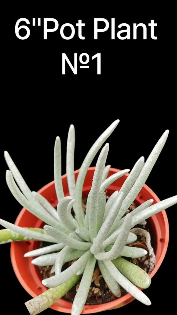 clay pot for plants Campania Tron Cao Pot Planter, Set of 3 - 83-411-2003