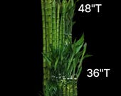 XL Lucky Bamboo, Dracaena Sanderiana, Dracaena Braunii, 27" Tall - Etsy
