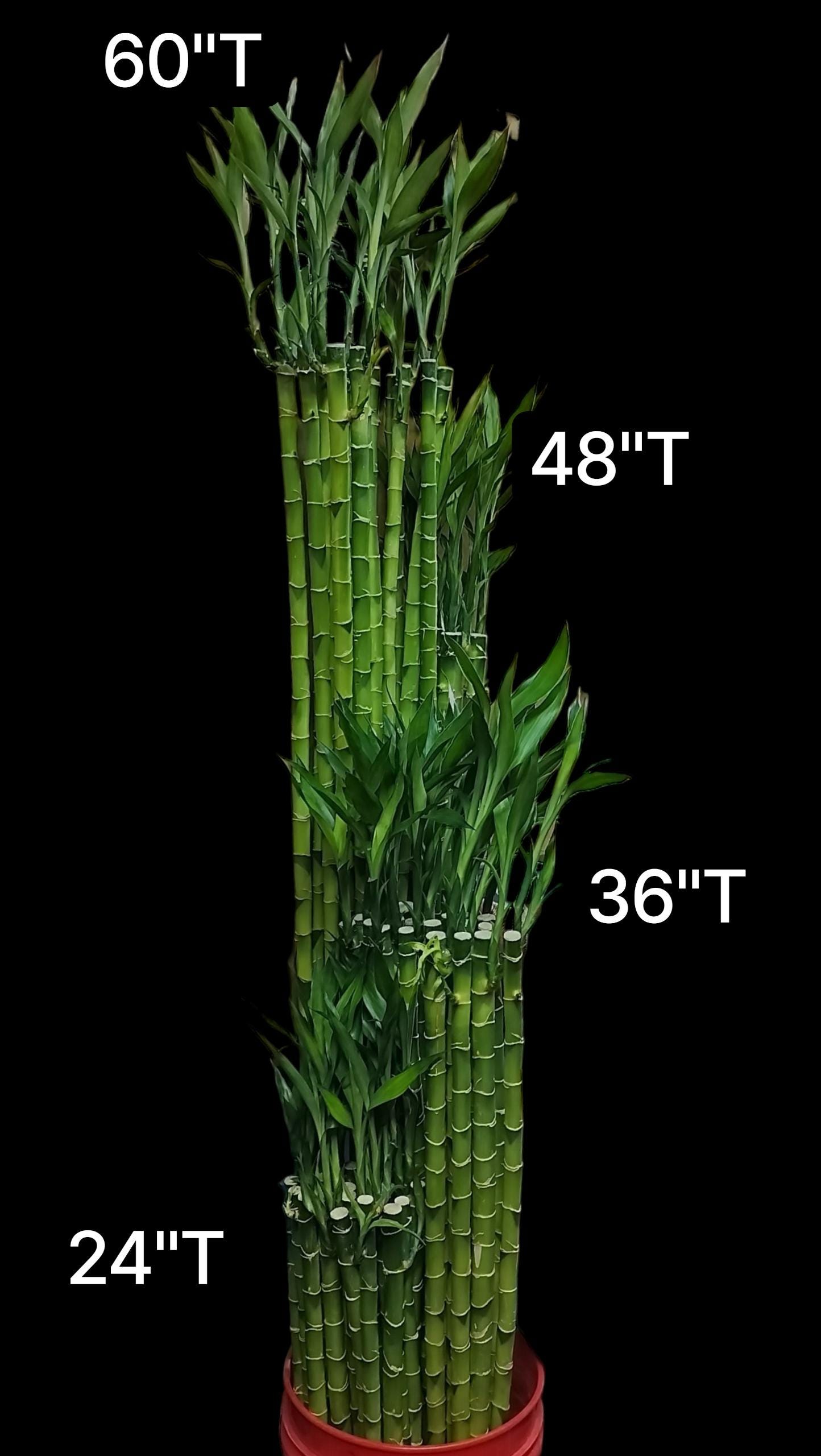 XL Lucky Bamboo, Dracaena Sanderiana, Dracaena Braunii, 27" Tall - Etsy