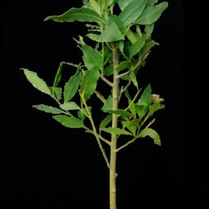 XL Bay Leaf Tree and Fresh Leaves Cuttings. USDA Zone 8b
