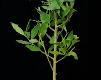 XL Bay Leaf Tree and Fresh Leaves Cuttings. USDA Zone 8b