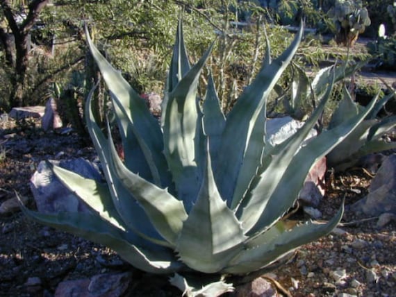 Manfreda Scabra, Agave Asperrima Jacobi 'Lamparillo', The Rough