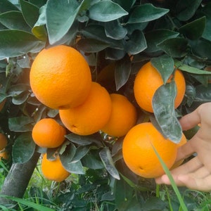 Orange Leaves. Fresh & Organic. A delicious, fragrant addition to your tea and potpourri. They are beneficial and medicinal.