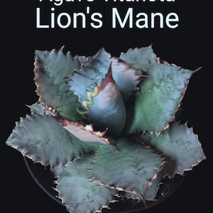 Titanota Lion's Mane, Rare Collector Agave, Compact Silvery Blue Dwarf Titanota. USDA Hardiness Zones 8-11 image 2