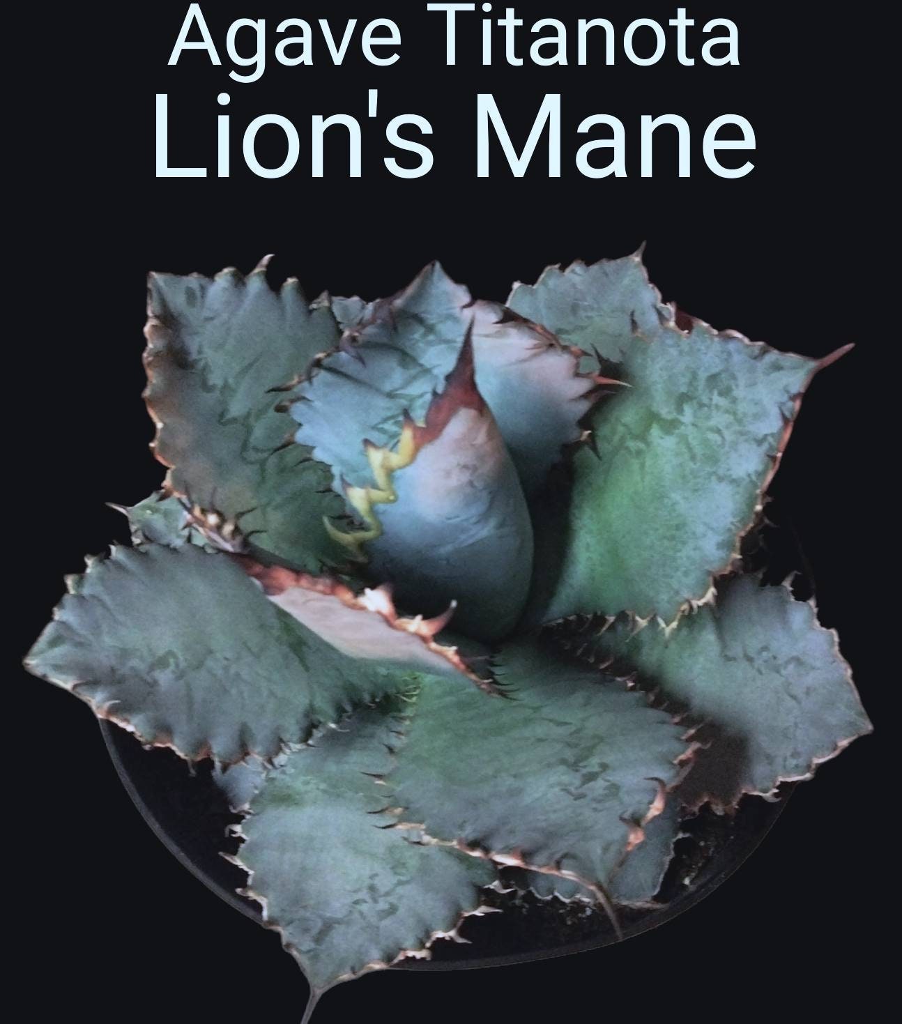 Titanota Lion's Mane, Rare Collector Agave, Compact Silvery Blue