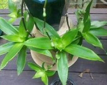 Callisia Fragrans, plante herbacée ornementale comestible avec une forme de croissance en rosette. Grandes feuilles groupées disposées en spirale de couleur verte et violacée.