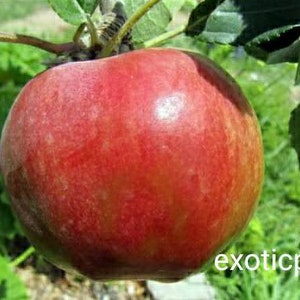 Scion Cuttings Organic Anna Apple, Golden Delicious Apple, early season ripening in late June early July. Low Chill. USDA Zone 8-10.