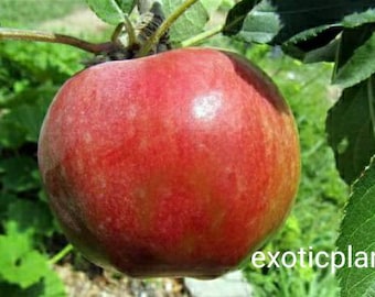 Scion Cuttings Organic Anna Apple, Golden Delicious Apple, early season ripening in late June early July. Low Chill. USDA Zone 8-10.