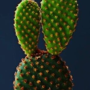 Opuntia Microdasys Rufida, Angel Wings, Bunny Ear Cactus Plant , in a Cement Pot. Zone 9 12 image 5