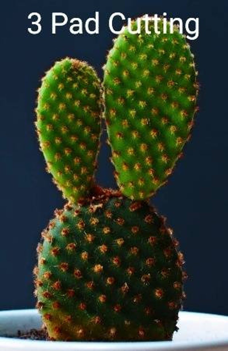 Opuntia Microdasys Rufida, Angel Wings, Bunny Ear Cactus Plant , in a Cement Pot. Zone 9 12 image 5