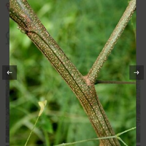 Guaje Beans, Leucaena leucocephala, Lead Wood, River Tamarind, Uaxim. Erosion control, water conservation & soil improvement. USDA Zone 10a image 3