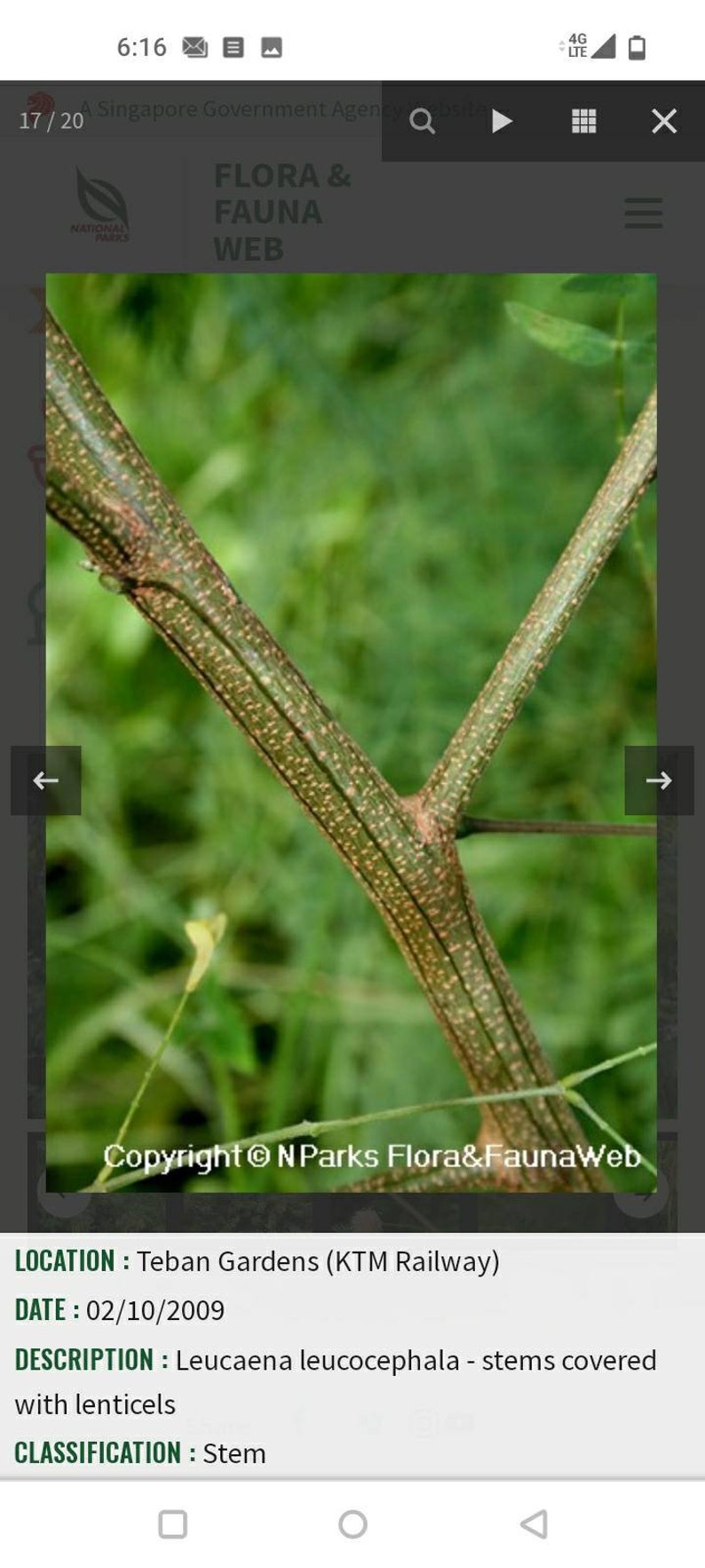 Guaje Beans, Leucaena leucocephala, Lead Wood, River Tamarind, Uaxim. Erosion control, water conservation & soil improvement. USDA Zone 10a image 3