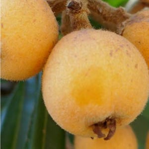 Eriobotrya Japonica, Gold Nugget Loquat, Organic Fresh Seeds and Leaves. USDA Zones 8.