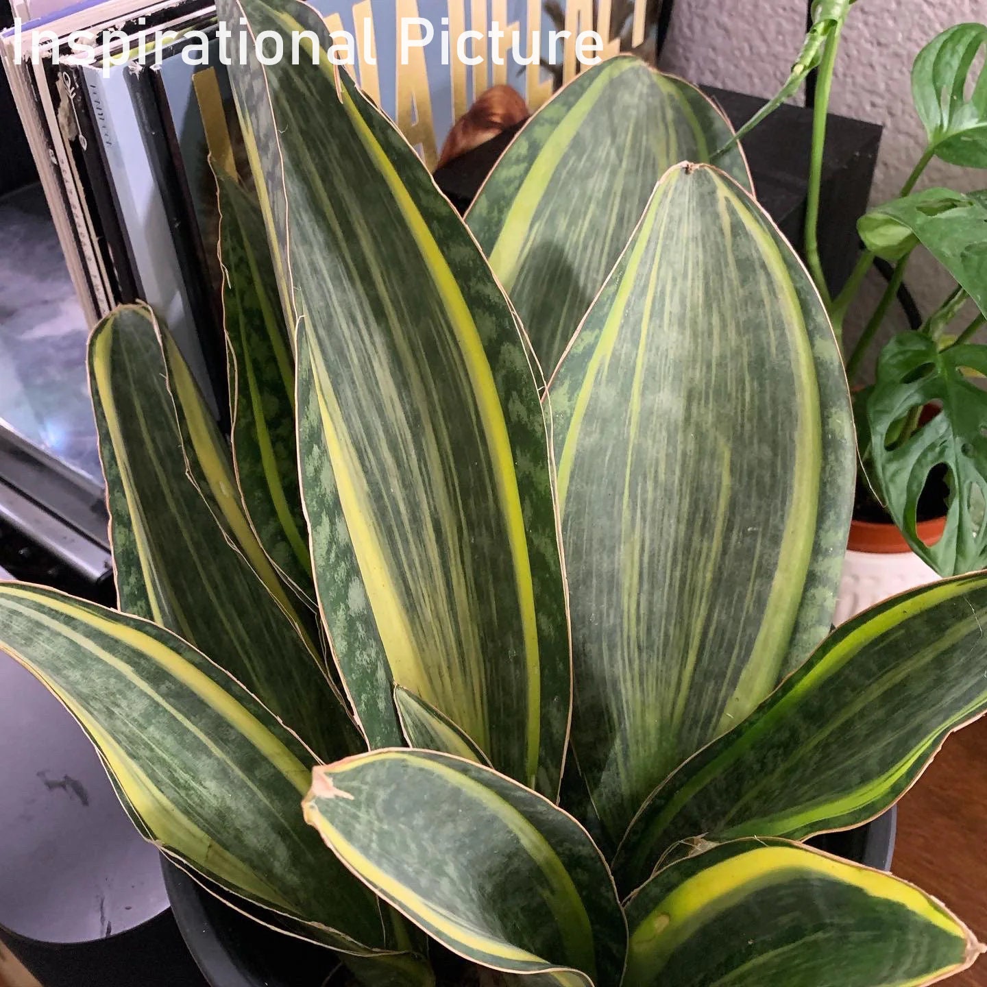 Variegated Shark Fin Snake Plant