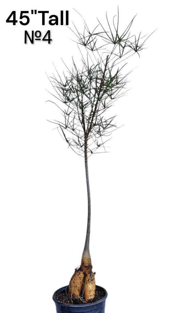 syringa saatgut Flieder-Kollektion, doppelt blhend (x4) - Syringa vulgaris