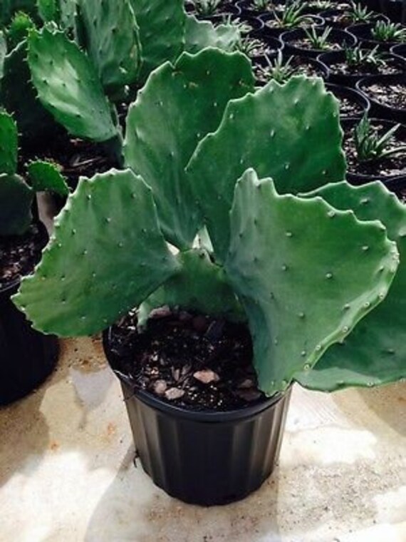 Opuntia Gomei Opuntia Sp. Old Mexico Spineless Cactus. Etsy